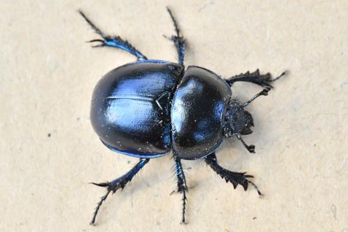 Réf. 207 505 : Trypocopris vernalis